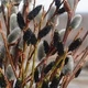 Ива тонкостолбиковая черная "Меланостахис" / Salix gracilistyla Melanostachys С3 / Н80-100 - изображение 3