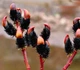 Ива тонкостолбиковая черная "Меланостахис" / Salix gracilistyla Melanostachys С3 / Н80-100 - изображение 4
