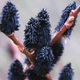 Ива тонкостолбиковая черная "Меланостахис" / Salix gracilistyla Melanostachys С3 / Н80-100 - изображение 7