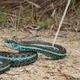 Крючок для змей телескопический Repti-Zoo Stainless Snake Hook SNH03, 21–58 см, нержавеющая сталь, до 2 кг - изображение 7