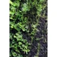 Підкладка Wacool Rainforest Plant Cotton XL 59х44 см WC-YZM001 для тераріума - зображення 8
