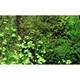 Підкладка Wacool Rainforest Plant Cotton XL 59х44 см WC-YZM001 для тераріума - зображення 10