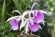 Орхидея (нецветущий подросток) TopDreams (Blc. Tetra Lip × Bl. Morning Glory) 'Heart' в размере 2,5 - изображение 1