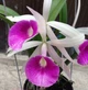 Орхидея (нецветущий подросток) TopDreams (Blc. Tetra Lip × Bl. Morning Glory) 'Heart' в размере 2,5 - изображение 2