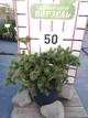 Ялина колюча Lucky Strike / Picea pungens Lucky Strike С10 /Н 40-60 - зображення 1