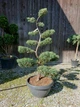 Ялівець віргінський Grey Owl/ Juniperus virginiana Grey Owl, Bonsai С15, Н 80-100 - зображення 1