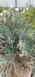 Ялівець віргінський Grey Owl/ Juniperus virginiana Grey Owl, Bonsai С15, Н 80-100 - зображення 3