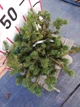 Ялина колюча Lucky Strike / Picea pungens Lucky Strike С10 /Н 40-60 - зображення 13