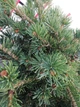 Ялина колюча Lucky Strike / Picea pungens Lucky Strike С10 /Н 40-60 - зображення 14