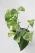 Епіпремнум Epipremnum Aureum 12 / 20 см висота плетючий 4535 - изображение 2