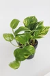 Епіпремнум Epipremnum Aureum 12 / 20 см висота плетючий 4535 - изображение 3