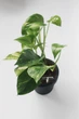 Епіпремнум Epipremnum Aureum 12 / 20 см висота плетючий 4535 - изображение 4