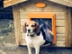 Силіконова шторка для будки DogHouse 20х35см - розмір S - зображення 2