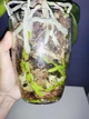 Керамзит Plagron (плагрон) euro pebbles 1 л - изображение 12