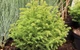Криптомерія японська Bandai HB / Cryptomeria japonica Bandai HB С4 Н 25-30 - зображення 1