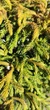 Криптомерія японська Bandai HB / Cryptomeria japonica Bandai HB С4 Н 25-30 - зображення 3