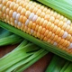 Насіння кукурудзи Мнагор Мармурова суперсолодкої 200 насінин - изображение 2