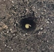 Набір для вирощування гострого перцю Pepper-X 7 Pot Brain Strain Yellow (7 Пот Брейн Стрейн Жовтий) - изображение 3