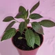 Набір для вирощування гострого перцю Pepper-X 7 Pot Brain Strain Yellow (7 Пот Брейн Стрейн Жовтий) - изображение 9
