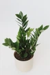 Заміокулькас (Zamioculcas, доларове дерево), 35-40 см висота 4090 - изображение 2
