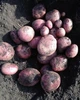 Картофель семенной (посадочный) Рудольф. Среднеспелый, 1 репродукция 10 кг. Урожай 2022 года. - изображение 4