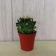 Кактус Реймбол White GreenLife, контейнер d=6 см - изображение 1