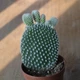 Кактус 22, GreenLife, контейнер d=5 см - изображение 2