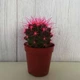 Кактус Реймбол Pink, GreenLife, контейнер d=6 см - изображение 1