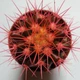 Кактус Реймбол Pink, GreenLife, контейнер d=6 см - изображение 2