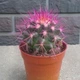 Кактус Реймбол Purple, GreenLife, контейнер d=6 см - изображение 2
