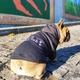 Худи для собак DogClub Brand L Black - изображение 7