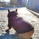 Худи для собак DogClub Brand L Black - изображение 4