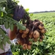 Картопля насіннєва (посадкова) Корольова Ганна. Середньоранній, 1 репродукція 1 кг. Врожай 2022 року. - зображення 2
