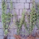 Бирючина обыкновенная для живой изгороди GreenLife ОКС - изображение 3