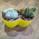 Кактусник 2 (композиция из кактусов) GreenLife 12.134 - изображение 2