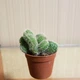 Кактус Опунция Cylindrica Cristata GreenLife d горшка 6 см - изображение 2