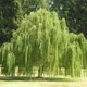 Ива Вавилонская, Greenlife - изображение 2