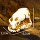 Статуэтка Нэцкэ Netsuke Бык ручная работа Гипс 6,3x4x3.2 см Натуральный (00755) - изображение 4