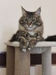 Кошачий игровой комплекс с высоким столбом когтедралкой лежанка гамак для котов 100х80х45см светло бежевый - изображение 4