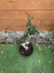 Фікус Бонсай Bonsai Ficus Ginseng, h 60-70см - изображение 2