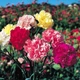 Семена Гвоздика Триумф смесь Florium (727010) - изображение 2
