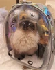 Рюкзак переноска Pet Cat для домашніх тварин (кішок, собак, кроликів, птахів), голограма (код: IBH007S) - зображення 5