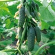 KS 90 (НИБОРИ) Огурец Самоопыляемый Семена F1 Kitano Seeds 250 шт - изображение 2