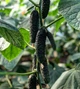 Лютояр F1 Огірок Самозапильний Насіння Yuksel Seeds 250 шт - изображение 3