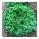 Кюрлі Салат Насіння Yuksel Seeds 5000 шт - изображение 4