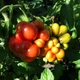 Насіння томату Reisetomate Tomato (Райсе Томат) 10 насінин OGOROD - зображення 9
