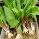 Насіння черемші (Allium ursinum) 30 насінин OGOROD - зображення 2
