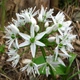 Насіння черемші (Allium ursinum) 30 насінин OGOROD - зображення 4
