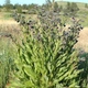 Насіння чорнокорня лікарського (Cynoglossum officinale) 50 насінин OGOROD - зображення 1