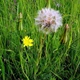 Насіння козельцю лучного (козлобородник)(Tragopogon pratensis) 20 насінин OGOROD - зображення 3